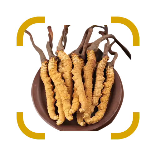 Supreme Ekstrak Cordyceps